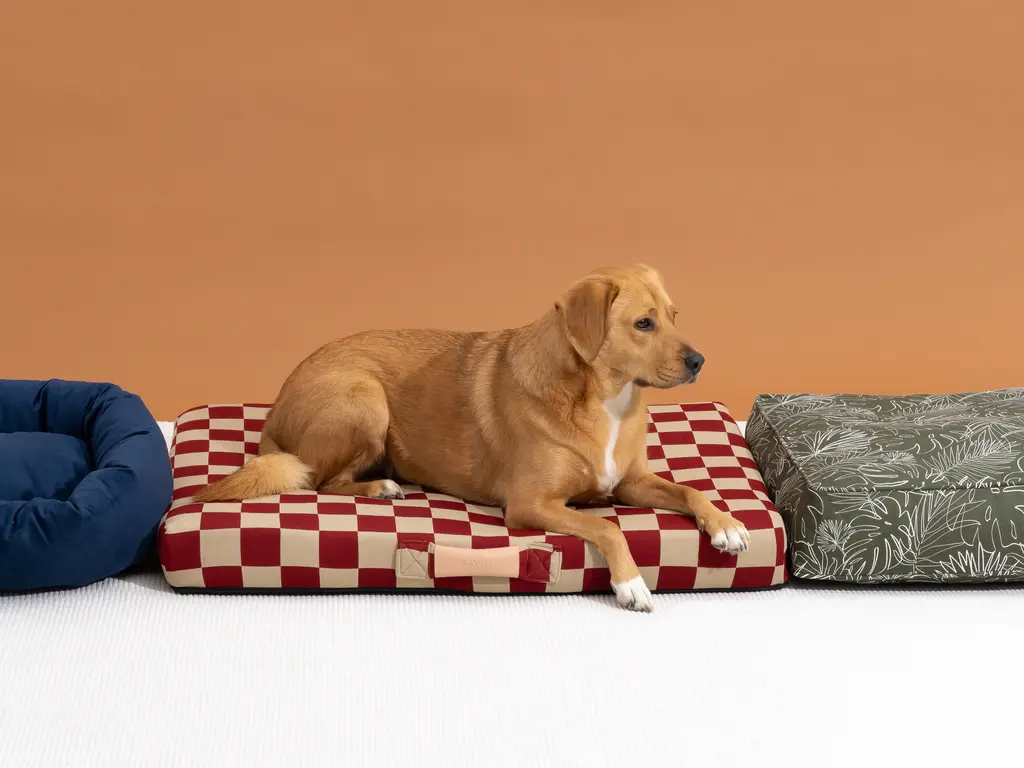 dog-bed-2048px-5638-3x2-1