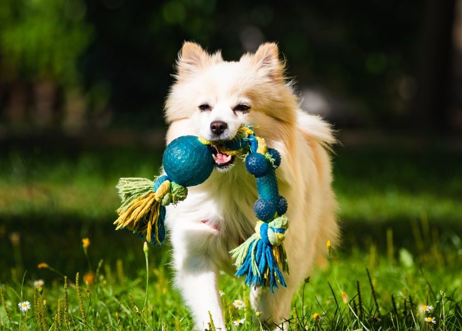 non-toxic-dog-toys-940x675