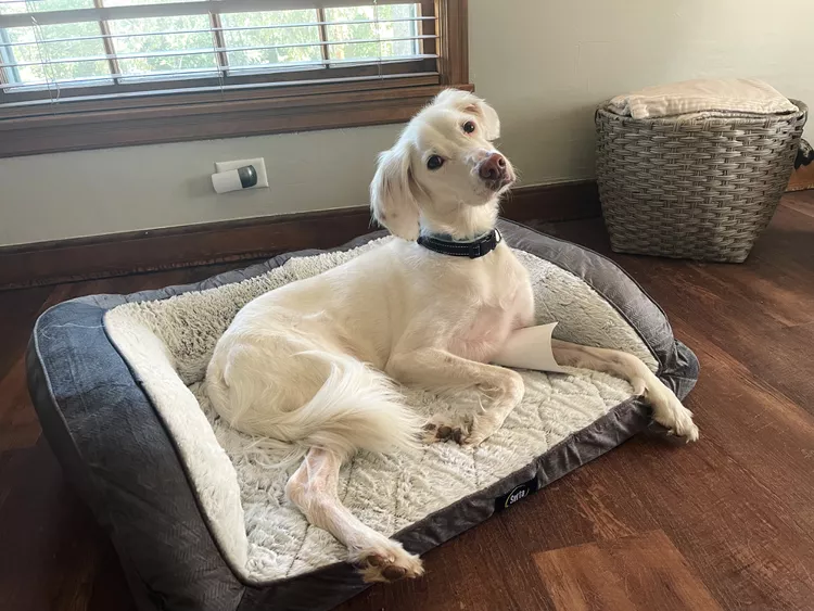 serta-orthopedic-couch-dog-bed-meredith-luksetich-07-a296ada6ac5949cab20a4ae34144ac3a
