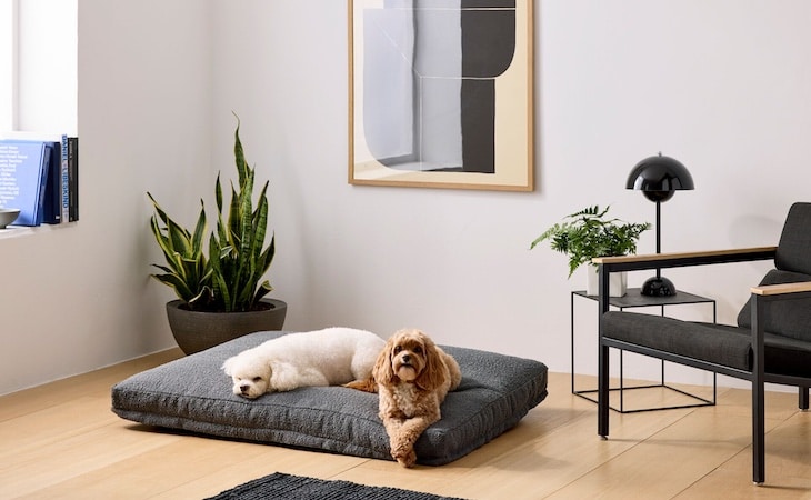 when-to-replace-a-dog-bed